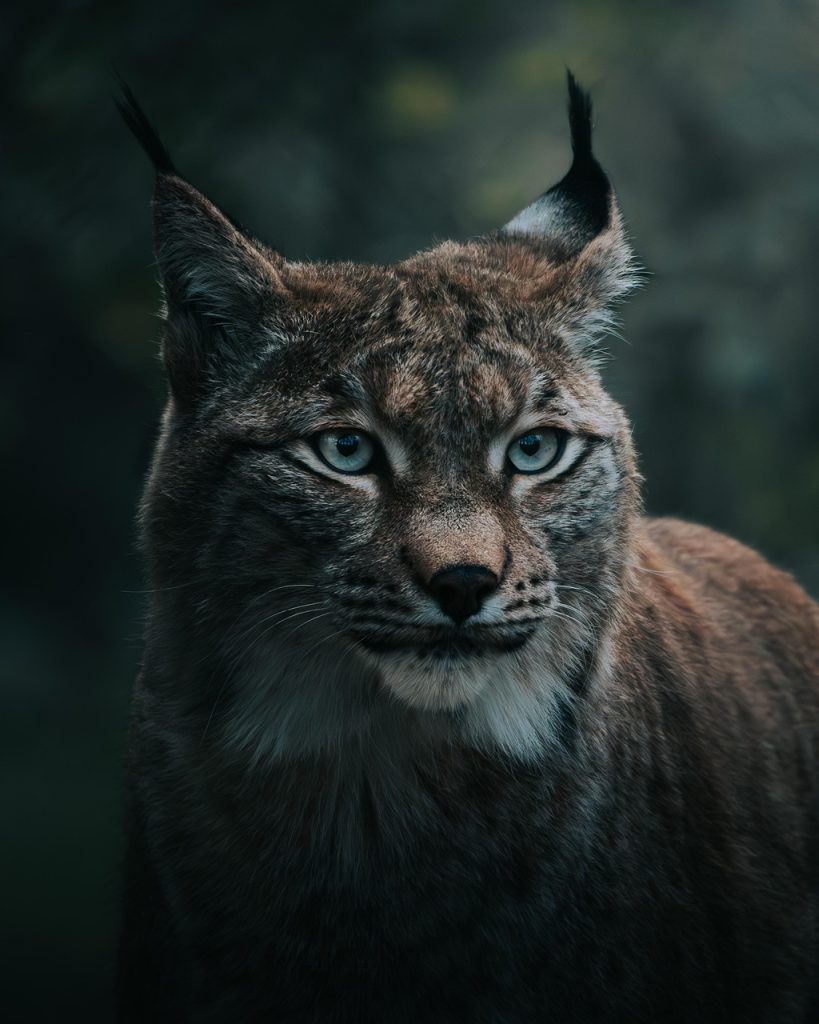 Exploring the Creative World of Photography Through My Lens lynx, wildcat, nature, animal, nature photography, animal photography, wildlife, winter, forest, close up